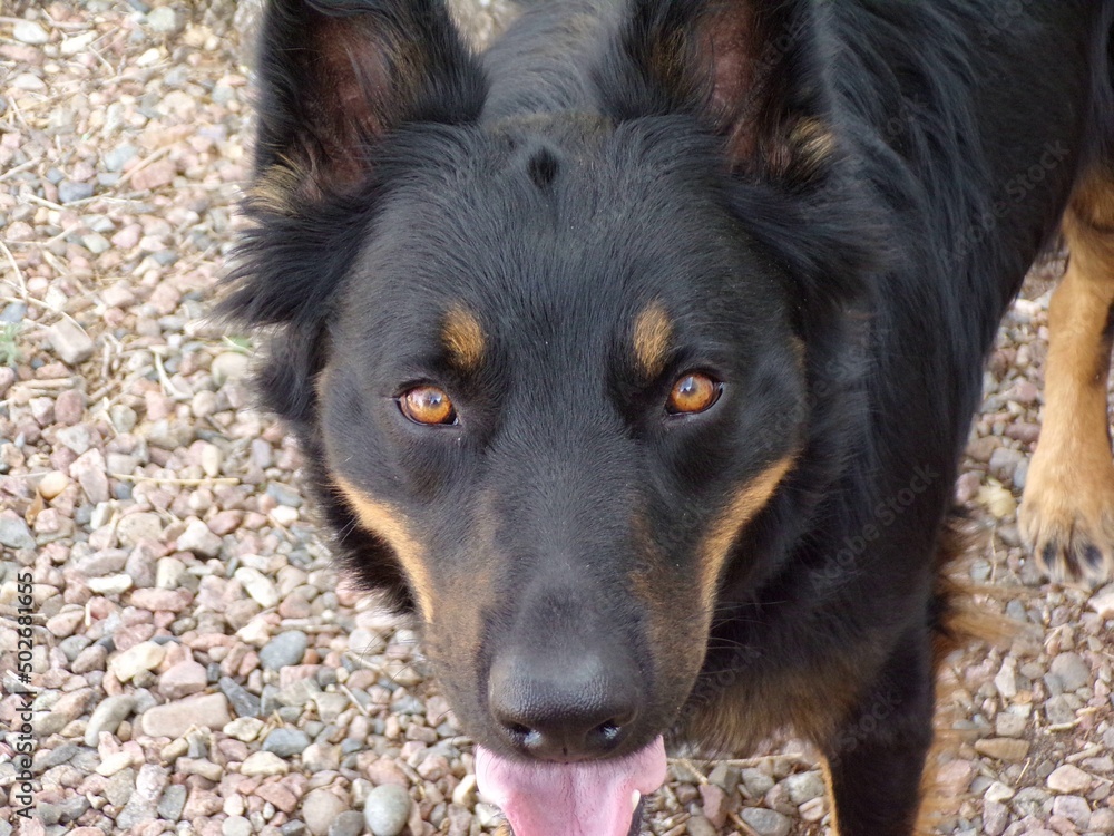 Fototapeta premium KODAK Digital Still Camera