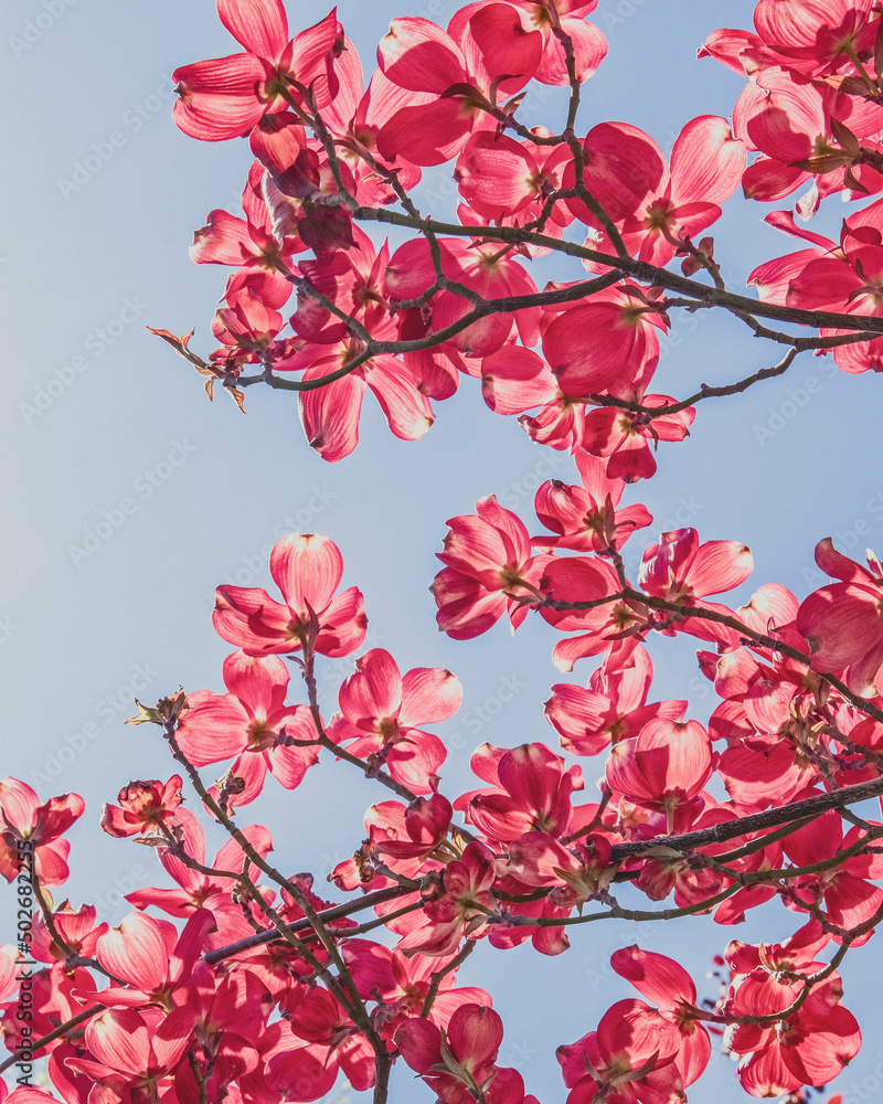 Pink blossoms on a dogwood tree on a sunny spring day