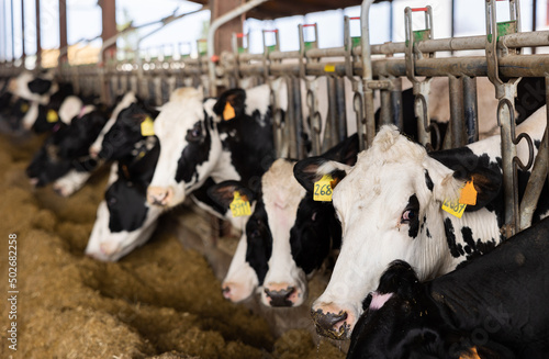 Cows eating livestock feed in cowhouse, dairy farm.