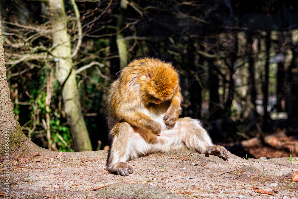 Barbary ape at personal hygiene