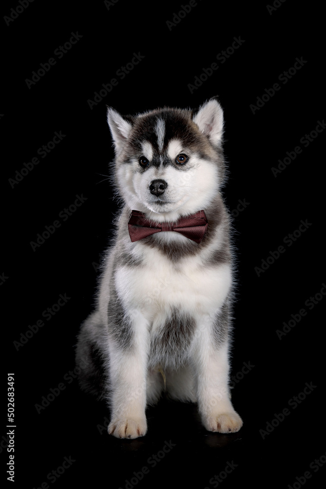Siberian Husky puppy posing with bow