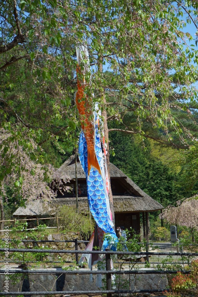 We hang up the carp streamers called “Koinobori” on Children’s day We hang up the carp streamers called “Koinobori” on Children’s day