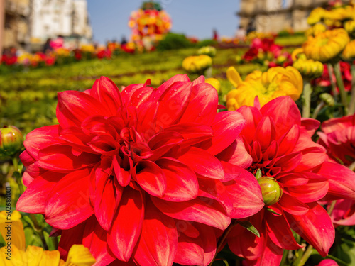 Close up shot of Dahlia pinnata blossom