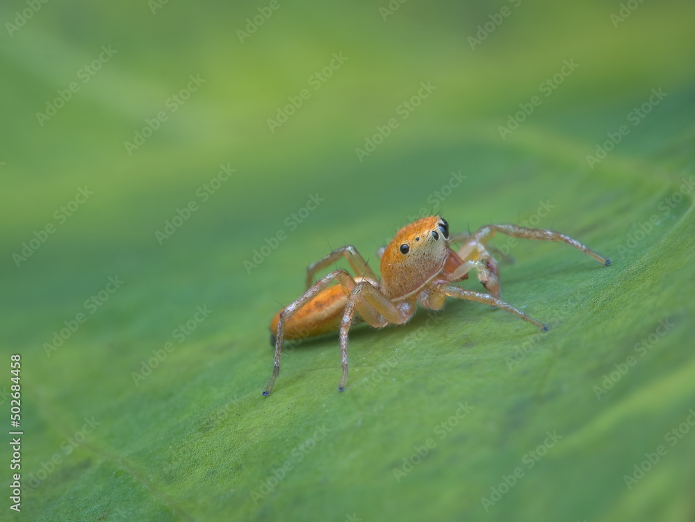 orange jumping spider on the leaf