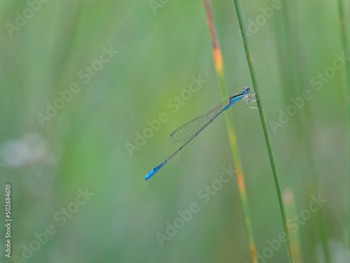 beautiful blue damselfly perched on the grass