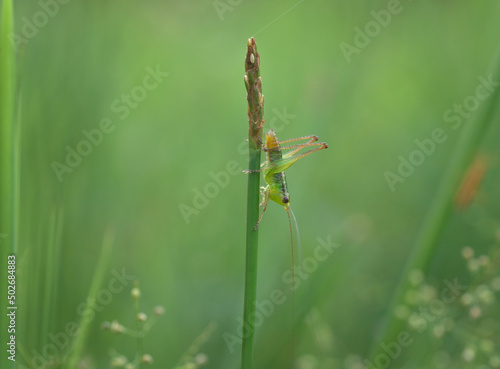  short winged conehead cricked on the grass