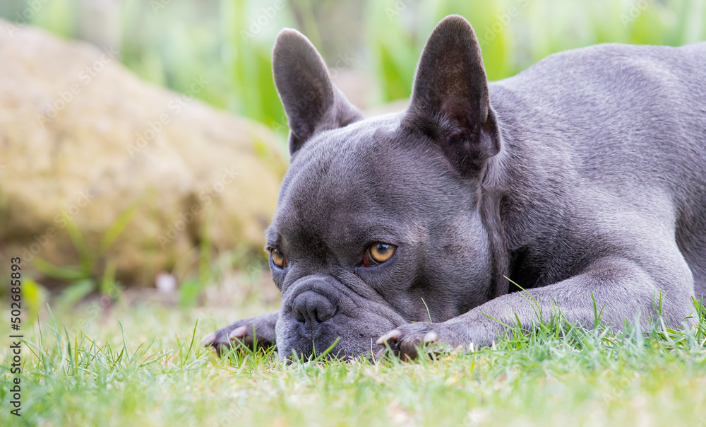An adult French Bulldog lies alert in a garden