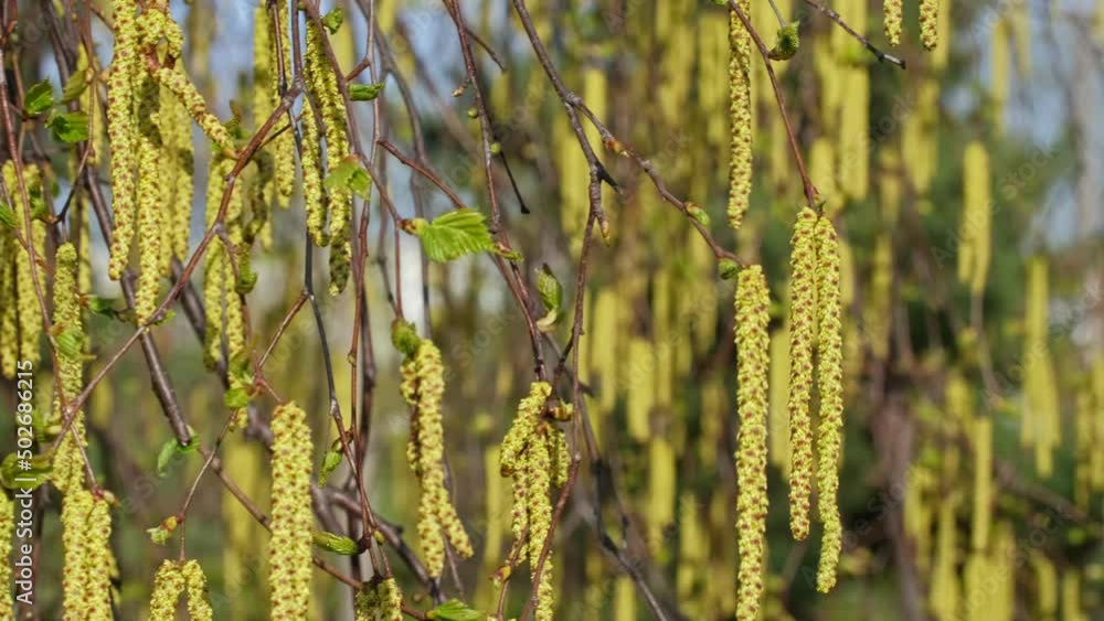 Allergen Silver Weeping Birch Tree Betula Pendula Flowers Catkins Seeds Allergen Silver Weeping Birch Tree Betula Pendula Flowers Catkins Seeds