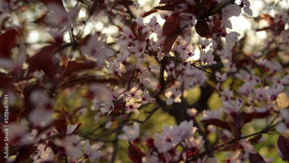 cherry plum blossoms spring close up sunset cherry plum blossoms spring close up sunset