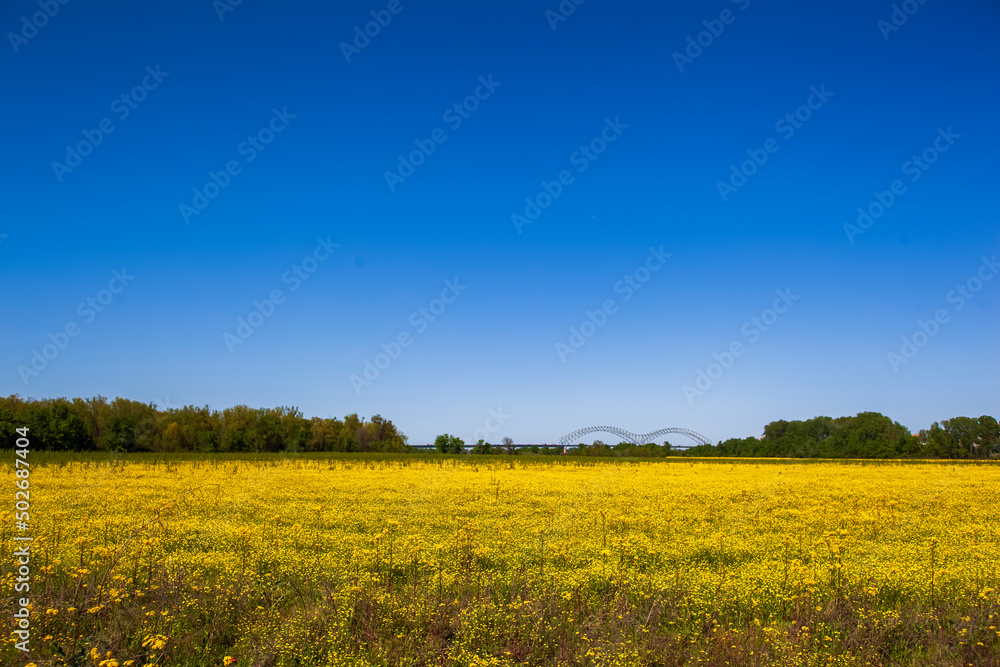 Obraz premium The Hernando de Soto Bridge in West Memphis, Arkansas crossing the Mississippi river to Memphis Tennessee. With and open field of yellow flowers and trees.