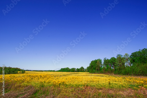  The Hernando de Soto Bridge in West Memphis, Arkansas crossing the Mississippi river to Memphis Tennessee. With and open field of yellow flowers and trees.