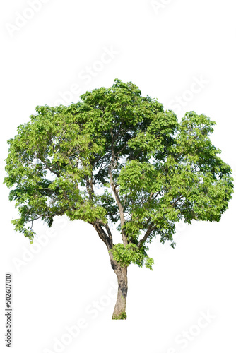 green tree side view isolated on white background for landscape and architecture drawing, elements for environment and garden