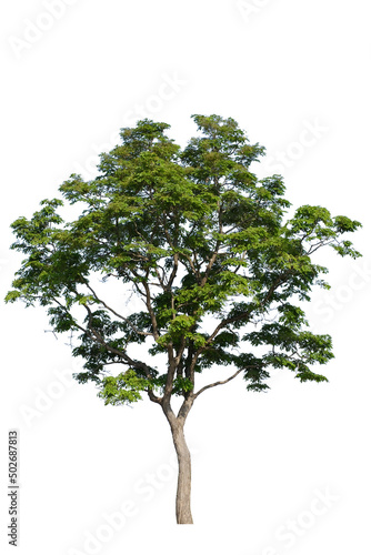 green tree side view isolated on white background for landscape and architecture drawing  elements for environment and garden