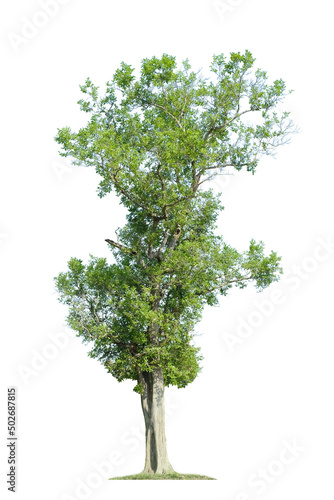 green tree side view isolated on white background for landscape and architecture drawing, elements for environment and garden