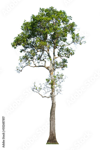 green tree side view isolated on white background for landscape and architecture drawing, elements for environment and garden
