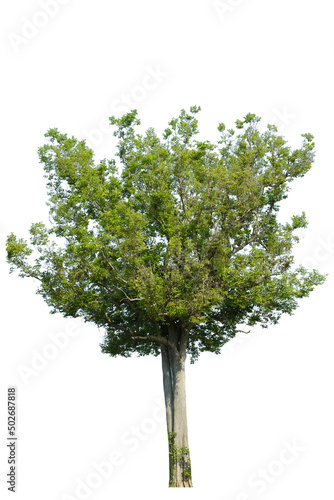 green tree side view isolated on white background for landscape and architecture drawing, elements for environment and garden