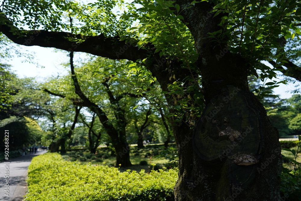 Fototapeta premium 樹木