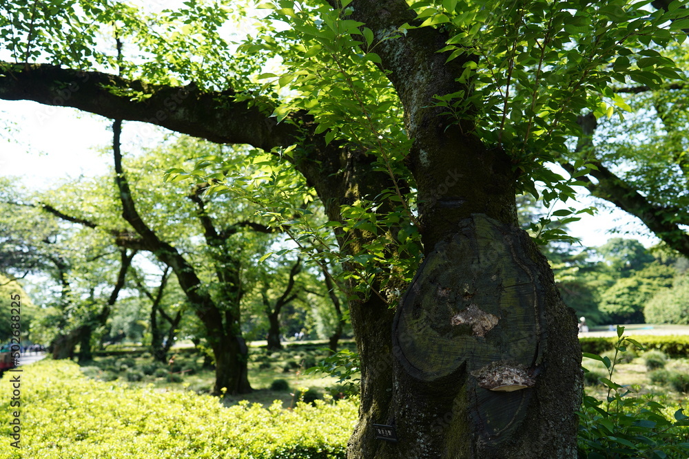 Fototapeta premium 樹木