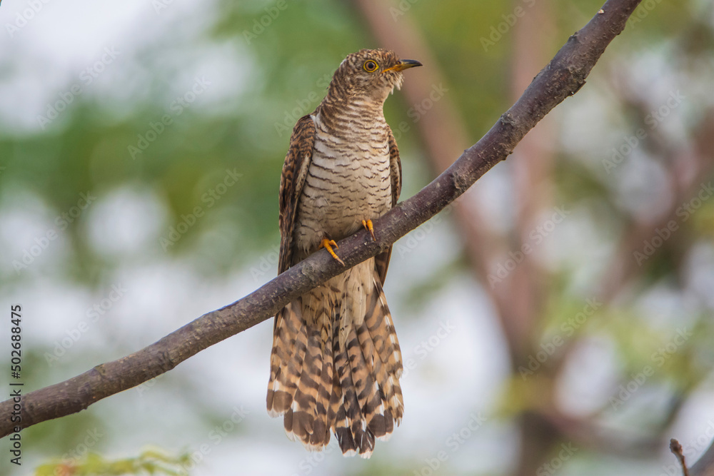 Fototapeta premium Eurasian Cuckoo perched on branch. 