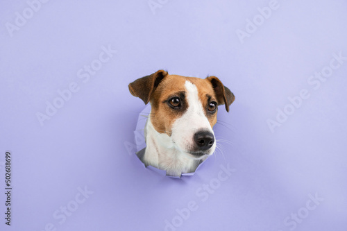 Funny dog muzzle from a hole in a paper lilac background. Copy space.  © Михаил Решетников