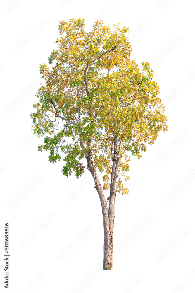 Closeup Big Mahogany Tree isolated on white background