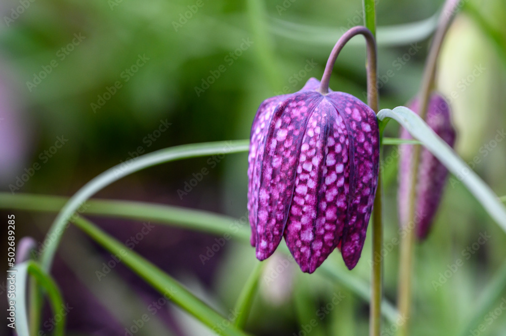Purple and white checkered flower of a Checkered Lily blooming in a spring garden
Purple and white checkered flower of a Checkered Lily blooming in a spring garden