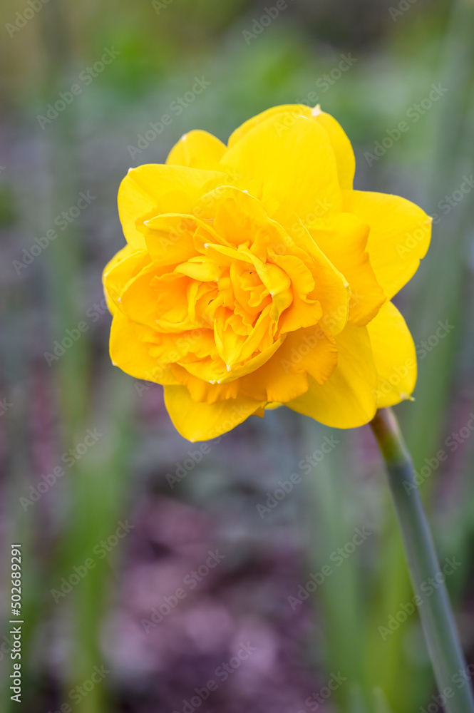 Cheerful bright yellow double bloom of a daffodil flowering in a spring garden
Cheerful bright yellow double bloom of a daffodil flowering in a spring garden