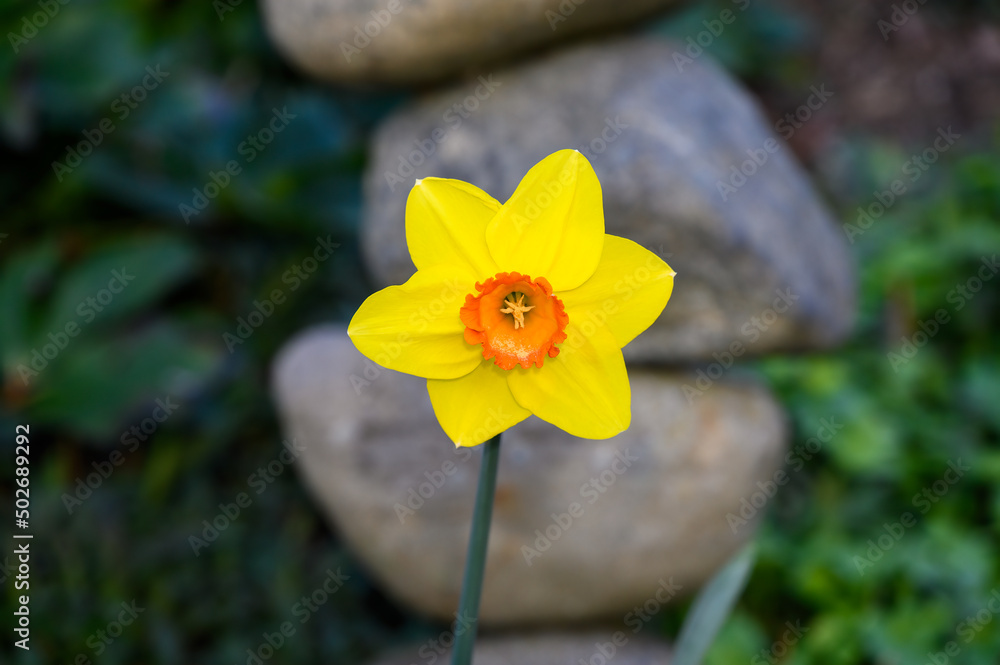 Classic yellow and orange daffodil blooming in a spring garden in front of a stacked rock decorative element
Classic yellow and orange daffodil blooming in a spring garden in front of a stacked rock decorative element