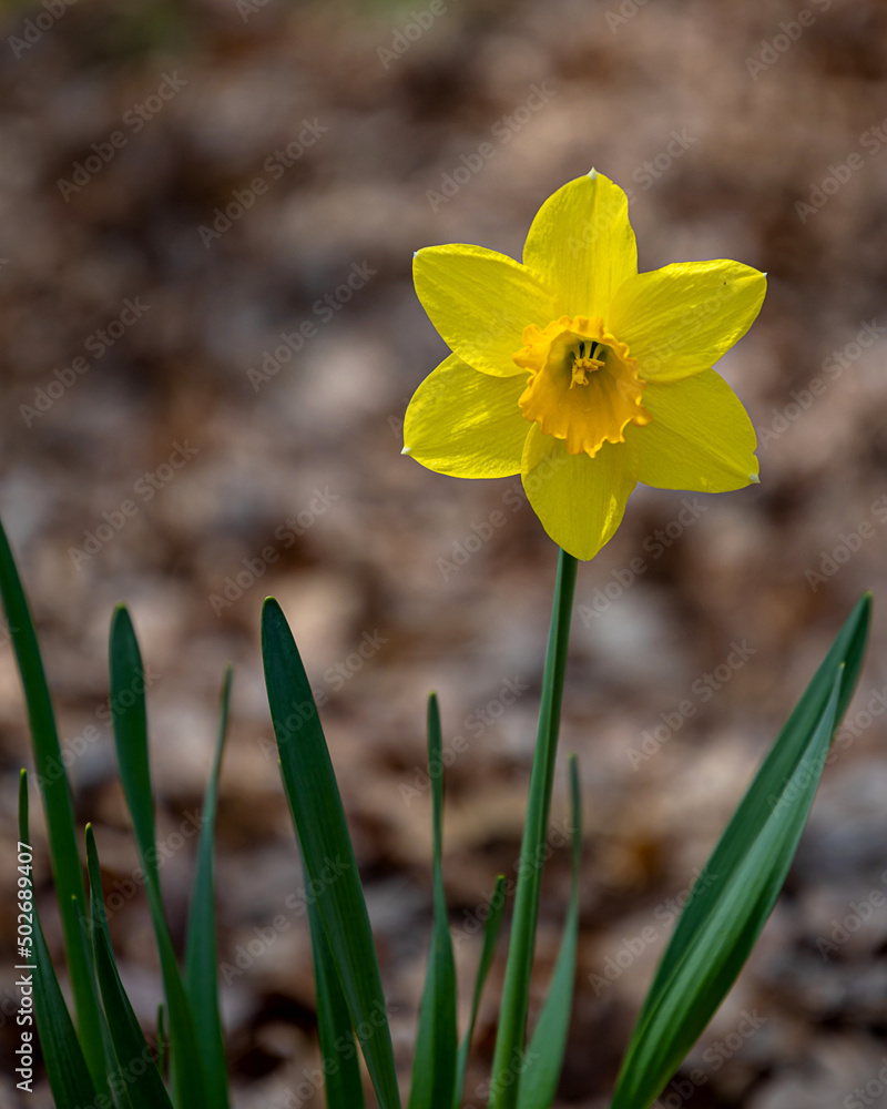 Fototapeta premium yellow Daffodils in the garden at springtime
