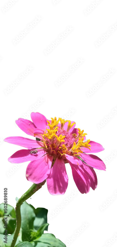 pink and yellow flowers pink and yellow flowers