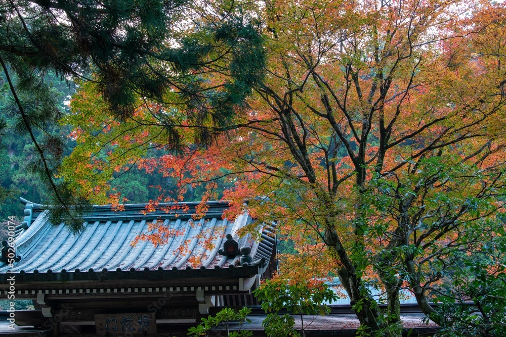 Fototapeta premium 紅葉の大雄山・最乗寺