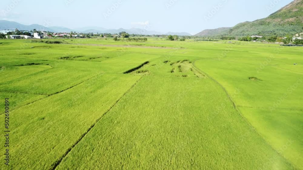 Awesome aerial view of bright green rice fields, Vietnam Awesome aerial view of bright green rice fields, Vietnam