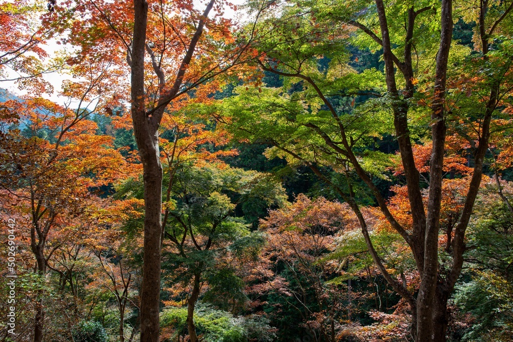 鳥居観音の紅葉