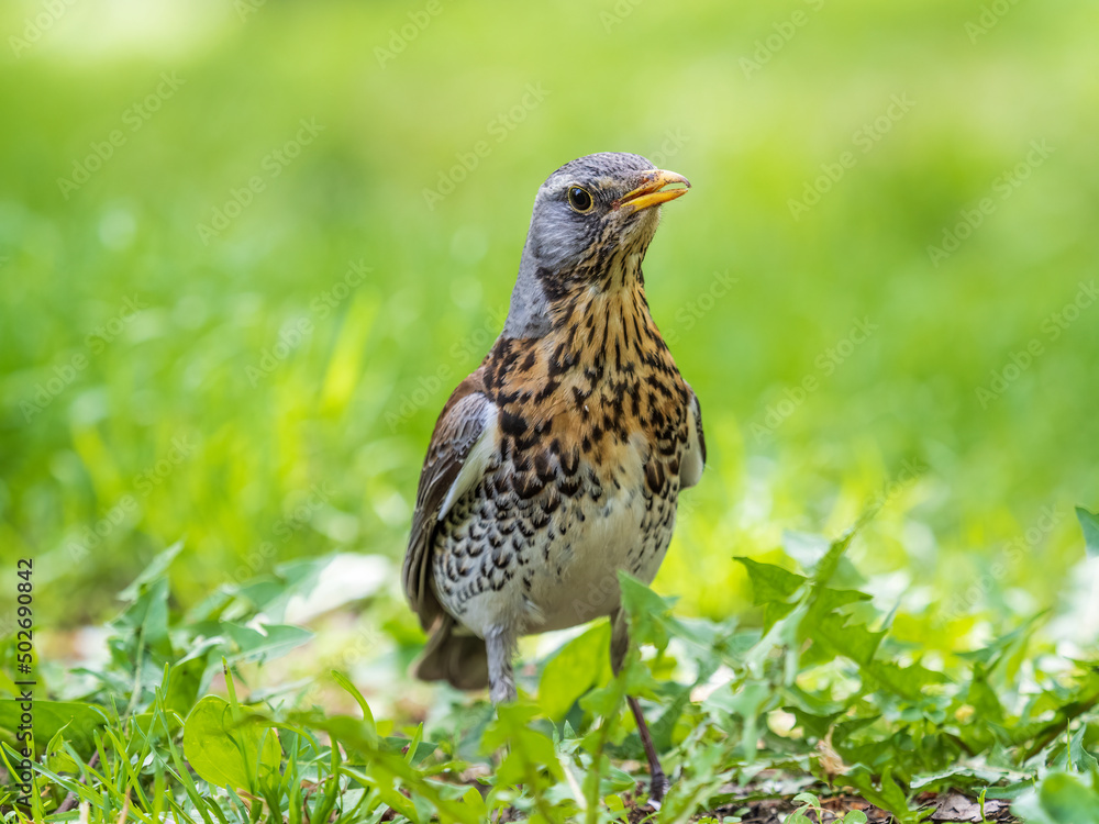 Fototapeta premium Wood bird Fieldfare, Turdus pilaris, on a sprng lawn.
