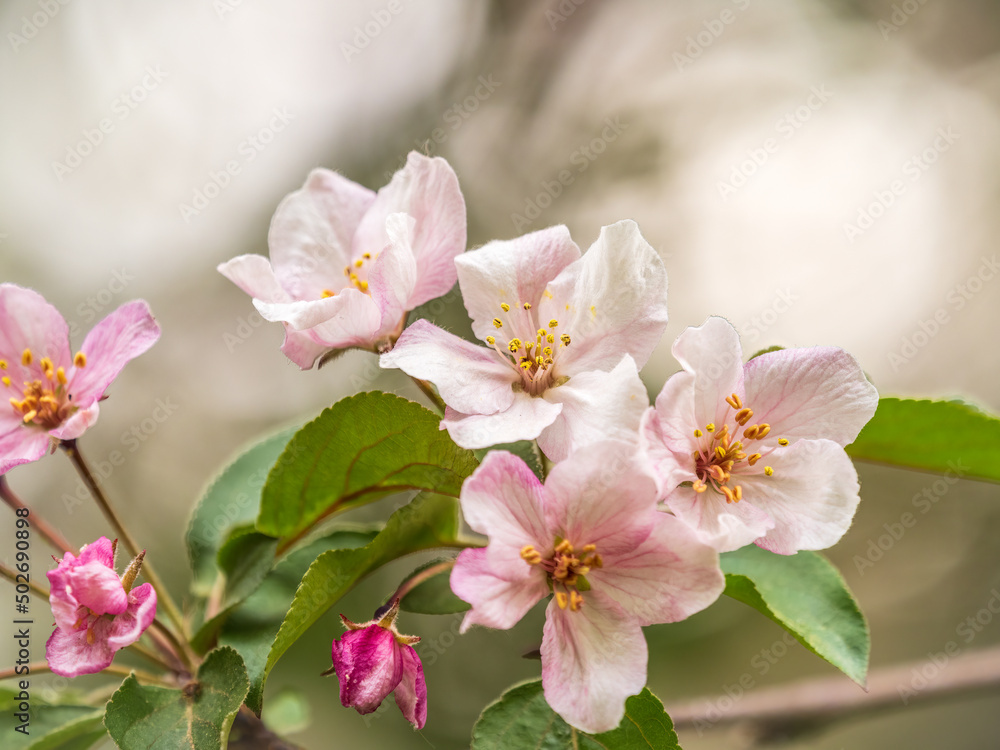 Fresh pink flowers of a blossoming apple tree with blured background Fresh pink flowers of a blossoming apple tree with blured background