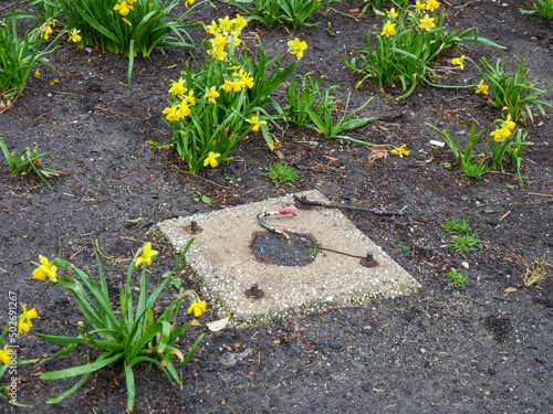 flower on the ground