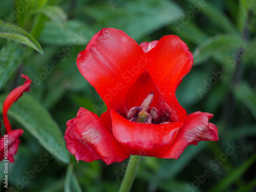 tulip