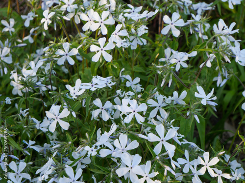 forget me not