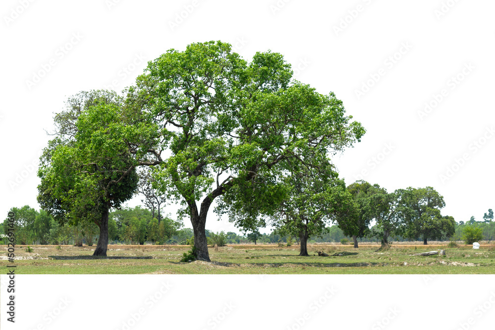 Fototapeta premium Group of tree isolated on white,tropical trees isolated used for design, advertising and architecture.