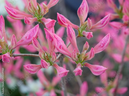 pink and white flowers