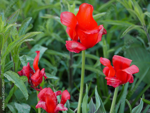 red tulips in the garden