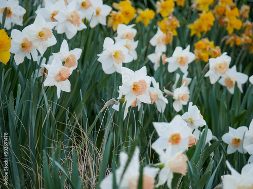 daffodils in the garden