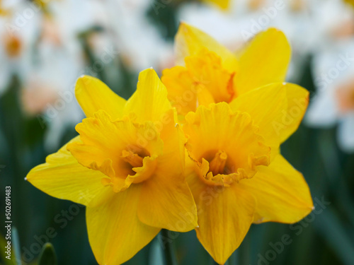 daffodils in spring