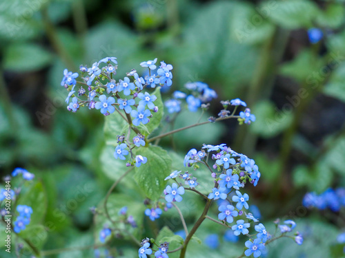 forget me not