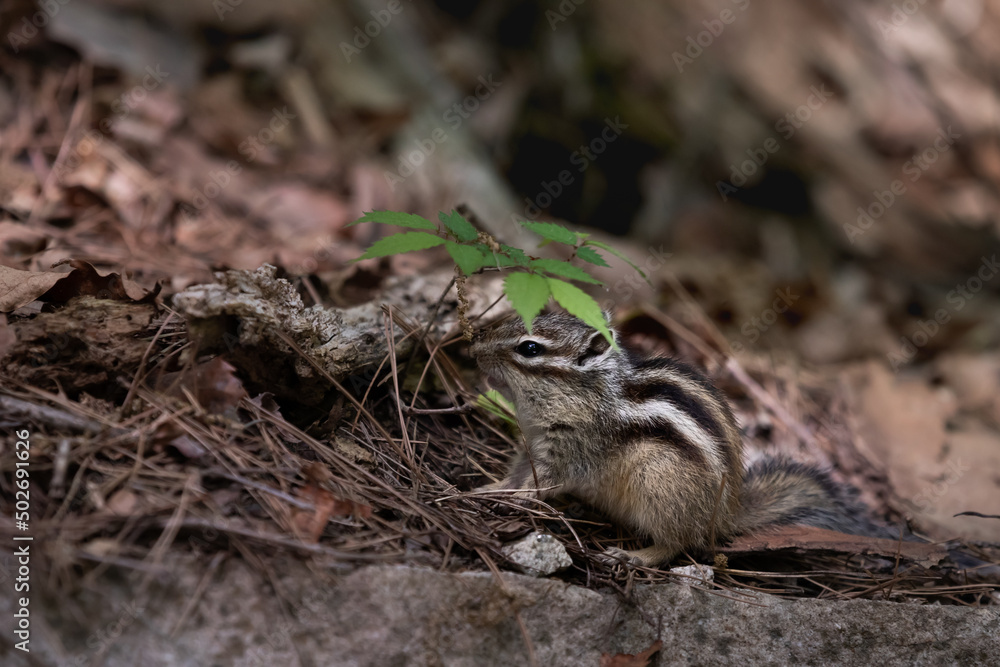 Squirrel found in the mountains. Eutamias sibiricus Squirrel found in the mountains. Eutamias sibiricus
