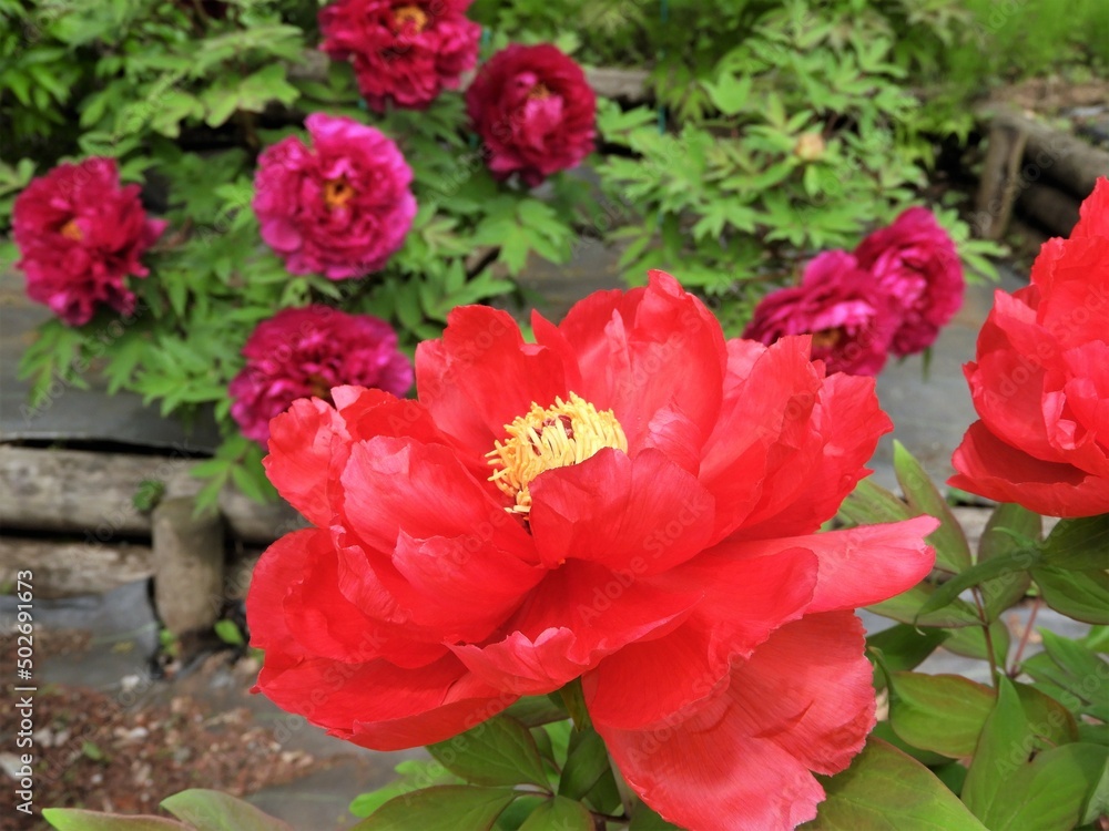 芍薬 芍薬