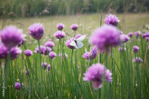 a magical photo of a white butterfly on pink flowers