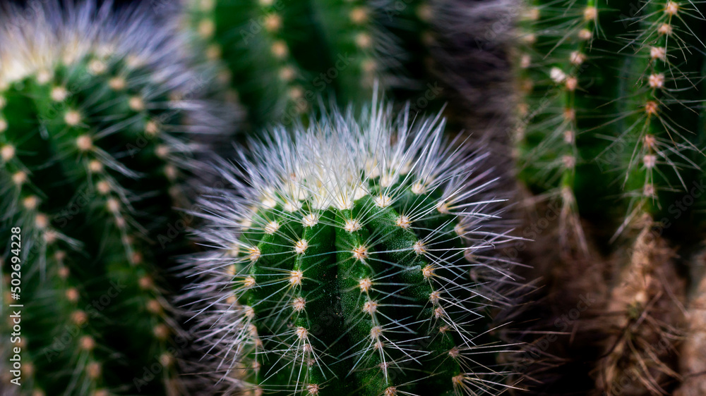 Clump of Notocactus magnificus on dark background. Ornamental plant on artisan planter Clump of Notocactus magnificus on dark background. Ornamental plant on artisan planter