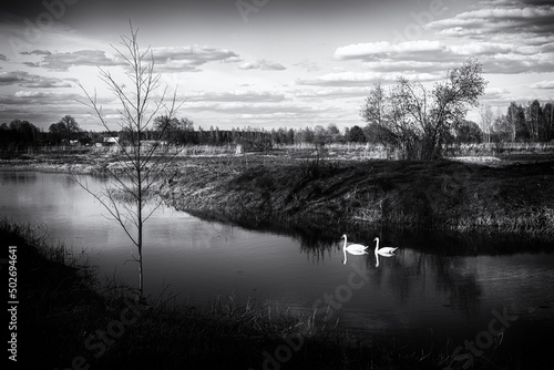 pair of white swans in spring river