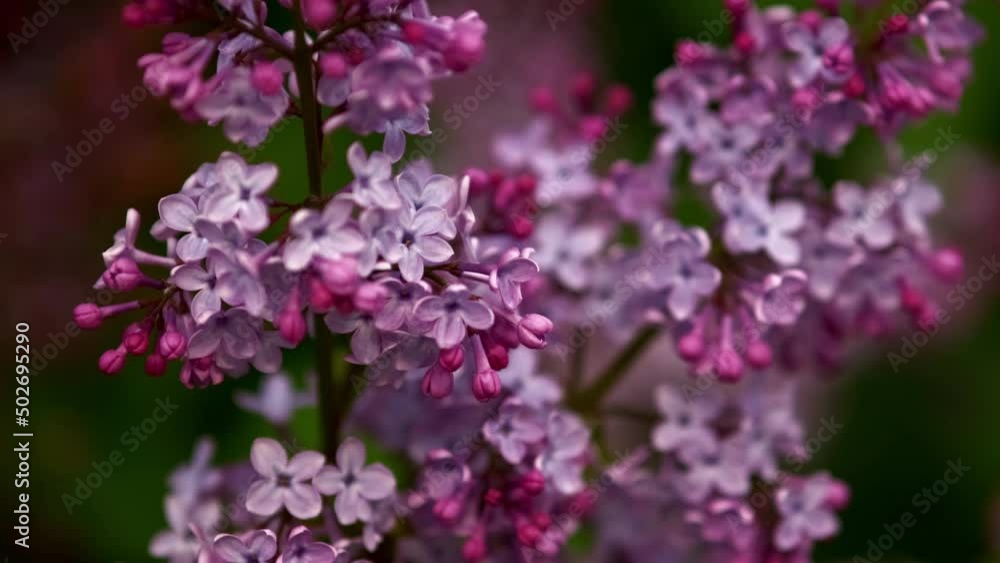Lilac flowers bunch background. Beautiful opening violet Lilac flower border Easter design closeup. Beauty fragrant tiny flowers open closeup. Nature blooming flowers backdrop. Time lapse 4K UHD video Lilac flowers bunch background. Beautiful opening violet Lilac flower border Easter design closeup. Beauty fragrant tiny flowers open closeup. Nature blooming flowers backdrop. Time lapse 4K UHD video